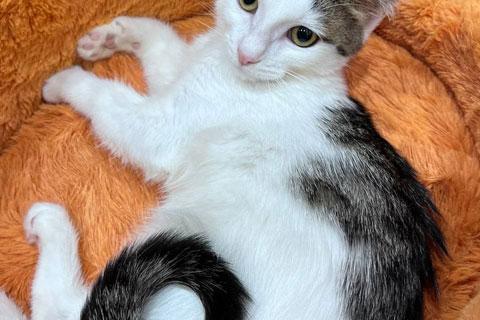 В дар кошку. Ласковый и трогательный котенок Басик ждет новогоднее чудо. Фото3