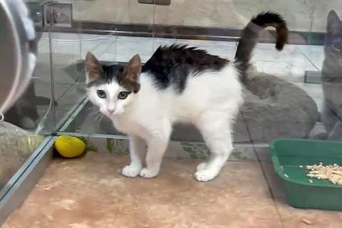 В дар кошку. Ласковый и трогательный котенок Басик ждет новогоднее чудо. Фото4