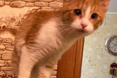 В дар кошку. Солнечная Плюшенька ищет дом. Фото1