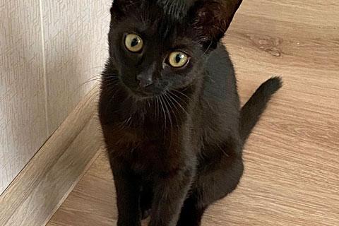 В дар кошку. Маленькое чудо, ласковая девочка-котенок Наоми в добрые руки. Фото1