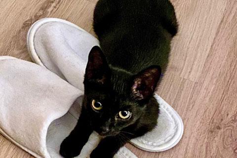 В дар кошку. Маленькое чудо, ласковая девочка-котенок Наоми в добрые руки. Фото3