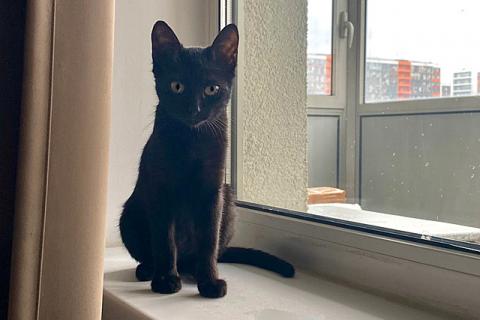 В дар кошку. Маленькое чудо, ласковая девочка-котенок Наоми в добрые руки. Фото4