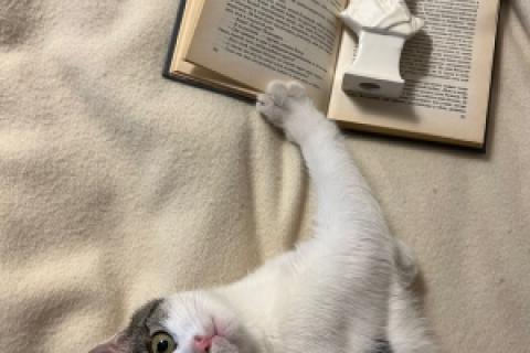 В дар кошку. Кот ученый Тоша в добрые руки. Фото1