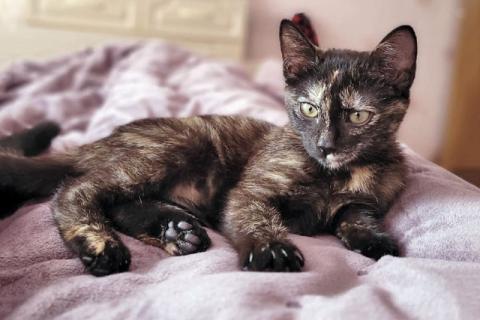 В дар кошку. Инопланетянка Кая, чудесный черепаховый котенок в добрые руки. Фото1
