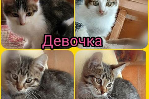 В дар кошку. Трогательные котята-малыши Яша и Ника срочно ищут дом. Фото1
