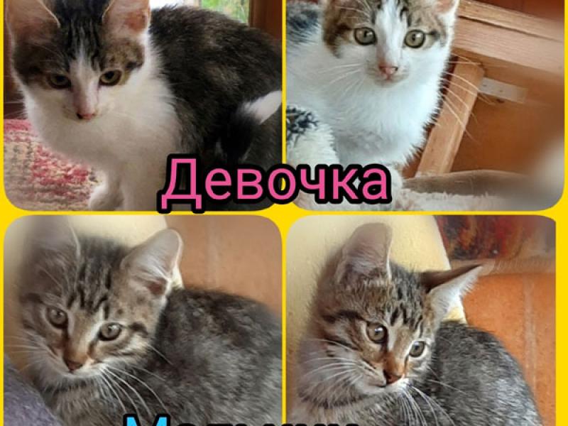 В дар кошку