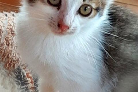 В дар кошку. Трогательные котята-малыши Яша и Ника срочно ищут дом. Фото2