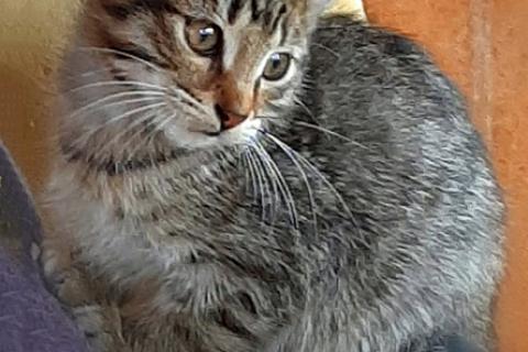 В дар кошку. Трогательные котята-малыши Яша и Ника срочно ищут дом. Фото3