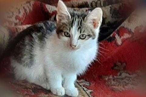 В дар кошку. Трогательные котята-малыши Яша и Ника срочно ищут дом. Фото4