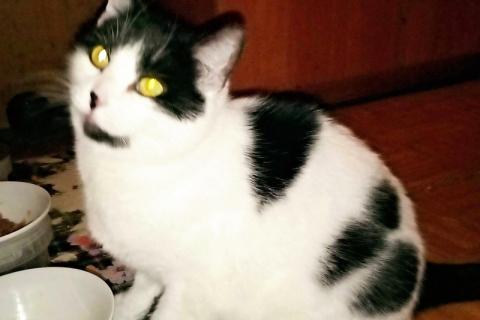 В дар кошку. Ласковая и домашняя кошка Марта ищет добрые руки. Фото2
