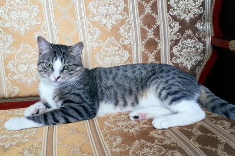 В дар кошку. Молодой зеленоглазый котик Семён ищет дом и ответственных хозяев. Фото2