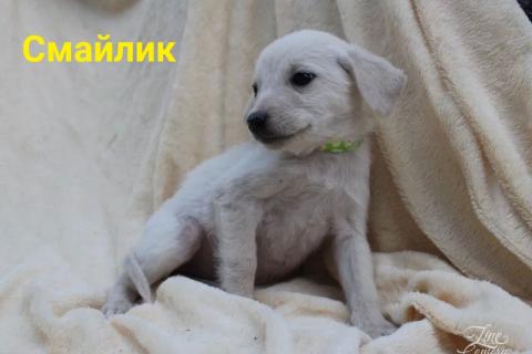 В дар собаку. Щенки милашки в добрые руки, вырастут небольшими. Фото2