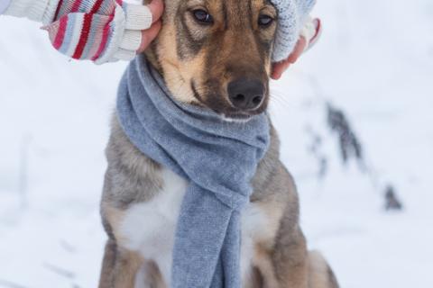 В дар собаку. Новогодний подарок Молли для Вас!. Фото1
