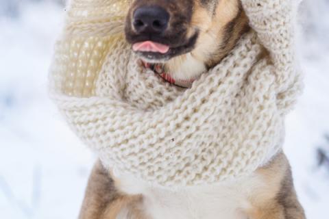 В дар собаку. Новогодний подарок Молли для Вас!. Фото4