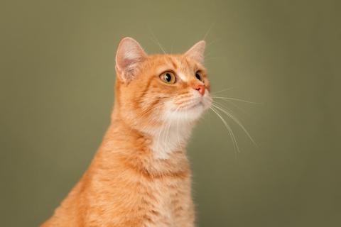 В дар кошку. Огненно-рыжая шотландская Шанти в добрые руки. Фото3