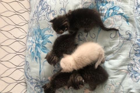 В дар кошку. Отдам котят в добрые руки бесплатно). Фото1