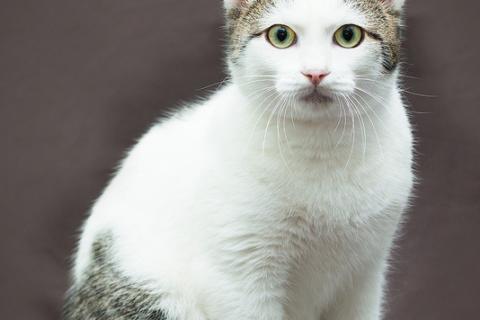 В дар кошку. Трепетный и нежный котенок Марсик в добрые руки. Фото3
