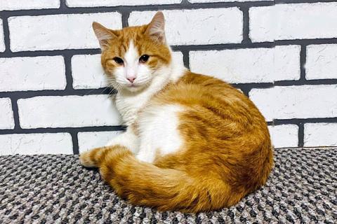 В дар кошку. Самый красивый и ласковый! Котик-подросток Матвей в добрые руки. Фото2