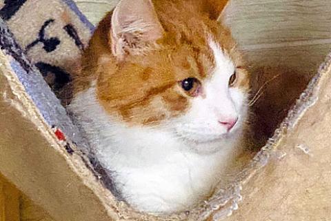 В дар кошку. Самый красивый и ласковый! Котик-подросток Матвей в добрые руки. Фото3
