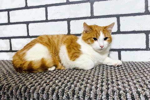 В дар кошку. Самый красивый и ласковый! Котик-подросток Матвей в добрые руки. Фото4