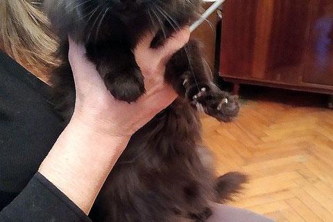 В дар кошку. Милейшая домашняя кошечка Гуля, бабушкина любимица ищет дом. Фото1