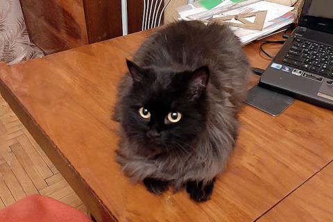 В дар кошку. Милейшая домашняя кошечка Гуля, бабушкина любимица ищет дом. Фото2