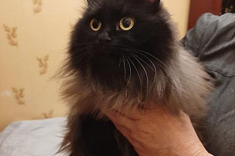 В дар кошку. Милейшая домашняя кошечка Гуля, бабушкина любимица ищет дом. Фото4