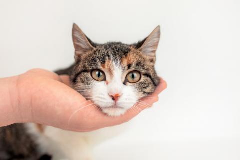 В дар кошку. Трехцветный котенок Муся в добрые руки. Фото4
