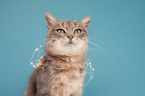 В дар кошку. Молодая красавица-кошка с подводкой на глазах Графиня Шишкина. Фото1