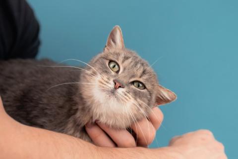 В дар кошку. Молодая красавица-кошка с подводкой на глазах Графиня Шишкина. Фото4