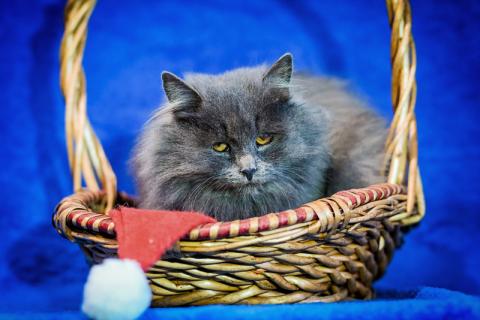 В дар кошку. Русские голубые котята в добрые руки. Фото3