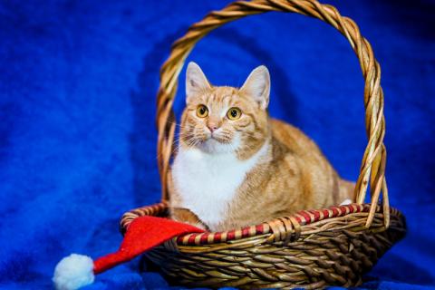 В дар кошку. Котята — метисы британской породы в добрые руки. Фото1