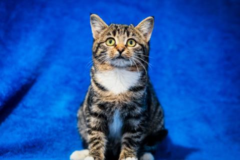 В дар кошку. Котята — метисы британской породы в добрые руки. Фото3