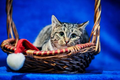 В дар кошку. Котята — метисы британской породы в добрые руки. Фото4