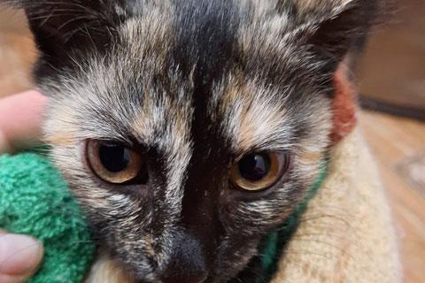 В дар кошку. Маленькое чудо Сима, милейший черепаховый котенок в добрые руки. Фото3