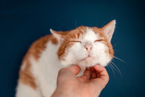 В дар кошку. Кот Рыжик — Рыжее солнышко ждет именно Вас. Фото3