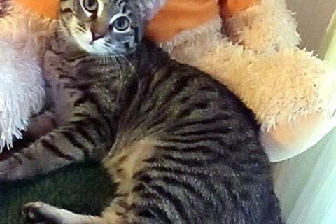 В дар кошку. Полосатое чудо Барни, ласковый котенок в добрые руки. Фото1