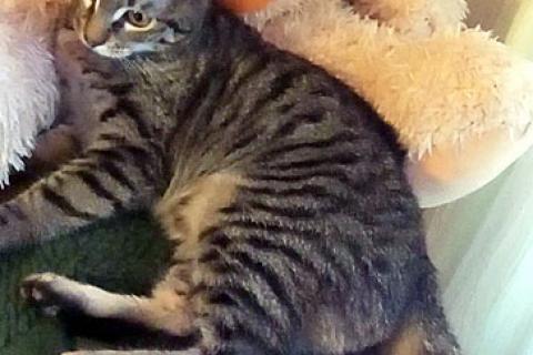 В дар кошку. Полосатое чудо Барни, ласковый котенок в добрые руки. Фото2