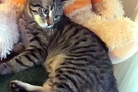В дар кошку. Полосатое чудо Барни, ласковый котенок в добрые руки. Фото4