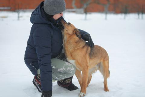 В дар собаку. Молодой слепой пёсик Гомер — в приюте ему не жизнь. Фото4