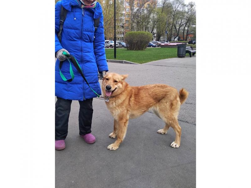 В дар собаку