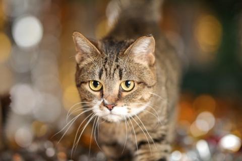 В дар кошку. Британская кошка Нянко в добрые руки. Фото1