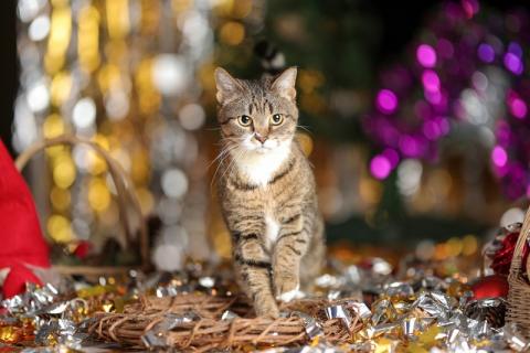 В дар кошку. Британская кошка Нянко в добрые руки. Фото2