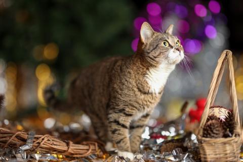 В дар кошку. Британская кошка Нянко в добрые руки. Фото3