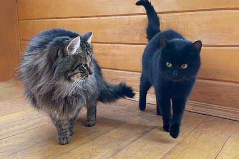 В дар кошку. Забытые на даче кошечка Чернушка и котик Бармалей  в добрые руки. Фото1