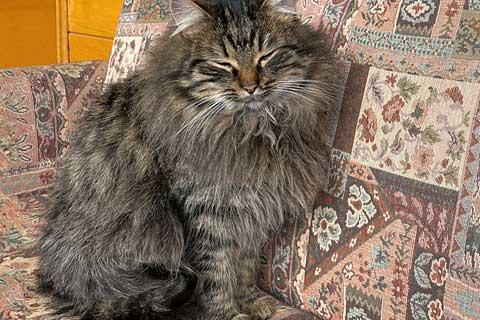 В дар кошку. Забытые на даче кошечка Чернушка и котик Бармалей  в добрые руки. Фото4