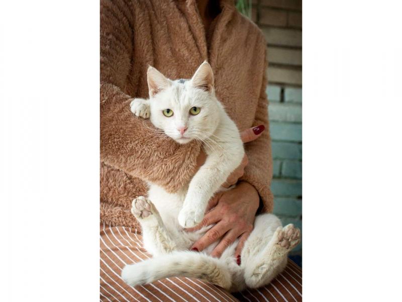 В дар кошку