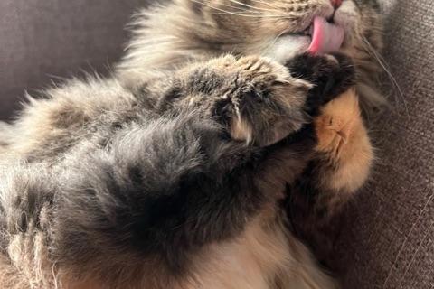 В дар кошку. Кошечка Скрипка ищет любящую семью ????❤️ . Фото1