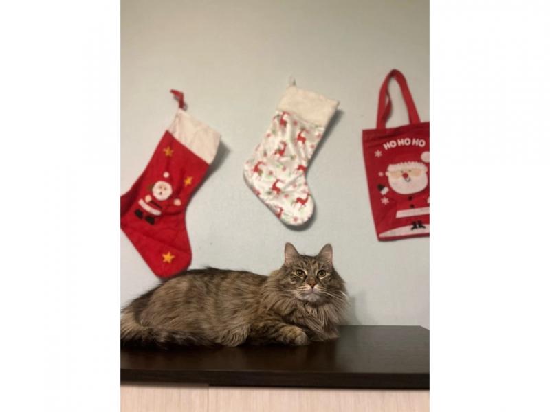 В дар кошку