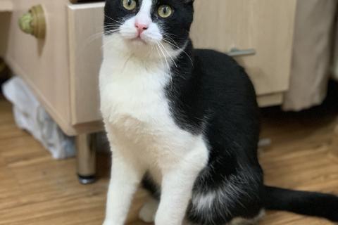 В дар кошку. Молодой маркизный котенок Стёпка. Фото1